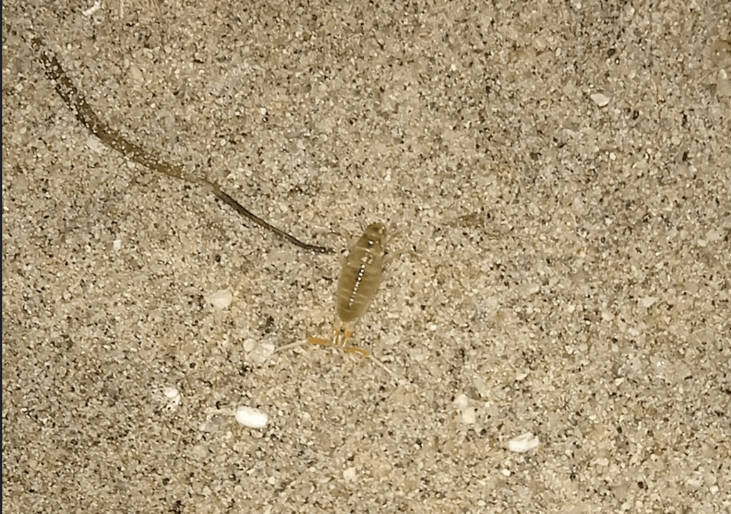 Ejemplar macho adulto de Orchestoidea tuberculata (Fuente: Laboratorio de ecología costera e impactos antropogénicos - CEAZA. Ejemplar macho adulto de Orchestoidea tuberculata (Fuente: Laboratorio de ecología costera e impactos antropogénicos - CEAZA.