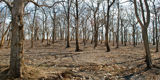 La madera de los árboles y su resiliencia al cambio climático