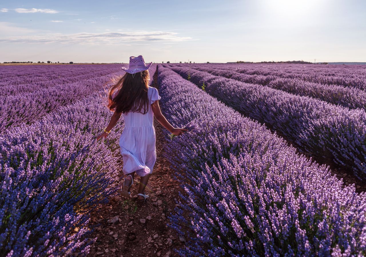 Gli infiniti campi di lavanda di Brihuega sono uno spettacolo che attira ogni anno migliaia di turisti.