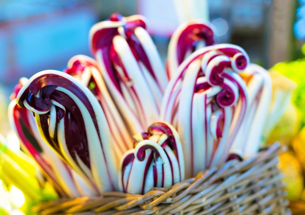 Radicchio Rosso di Treviso: scopri come viene coltivata questa verdura pregiata e come coltivarla nell'orto di casa