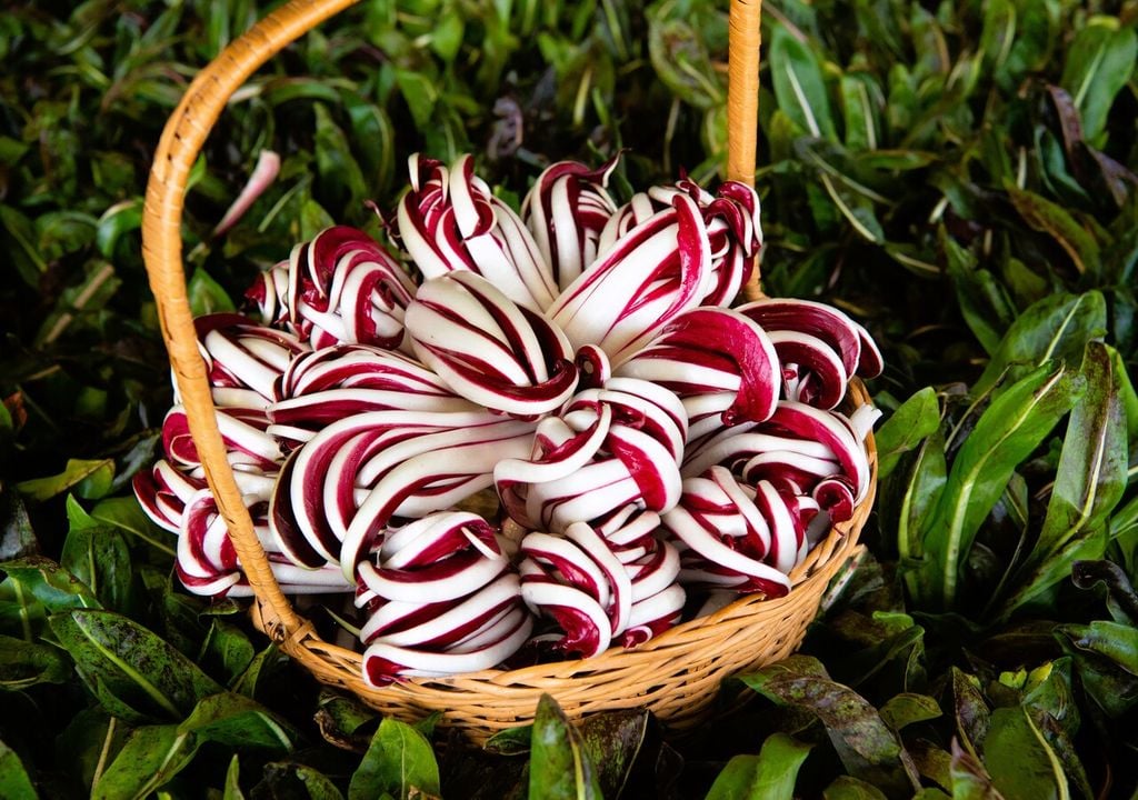 Il Radicchio Rosso di Treviso prima e dopo la forzatura e l'imbianchimento: sullo sfondo come si presenta la coltivazione in pieno campo, in primo piano nel cesto la parte più pregiata ottenuta al termine del processo descritto