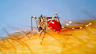 La malaria y el tiempo bajo el mismo paraguas