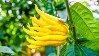 La mano di Buddha: 5 regole per coltivare l&rsquo;agrume pi&ugrave; strano del mondo e 5 idee per impiegare i suoi oli essenziali
