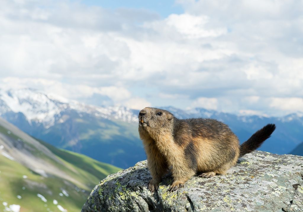 marmotta