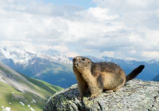 Si trova in Italia la marmotta più antica mai ritrovata sulle Alpi: ha più di seimila anni