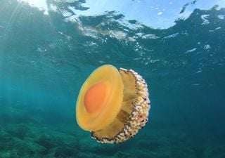 La medusa "huevo frito" del mar Menor: riesgos y cómo actuar si te pica