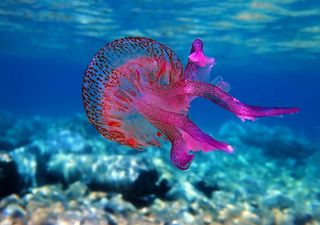 La medusa luminiscente o clavel de mar ya está en España: qué hacer si te pica una de las más temidas del Mediterráneo