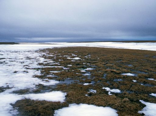 La metamorfosis de Siberia