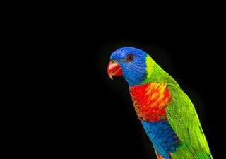 La metamorfosis silenciosa: animales y plantas se "transforman" para sobrevivir al calentamiento global