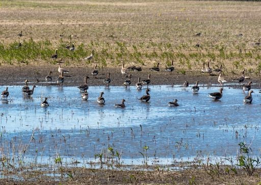 La migraci&oacute;n de aves en M&eacute;xico este invierno preocupa a los ornit&oacute;logos: por esto temen que les afecte