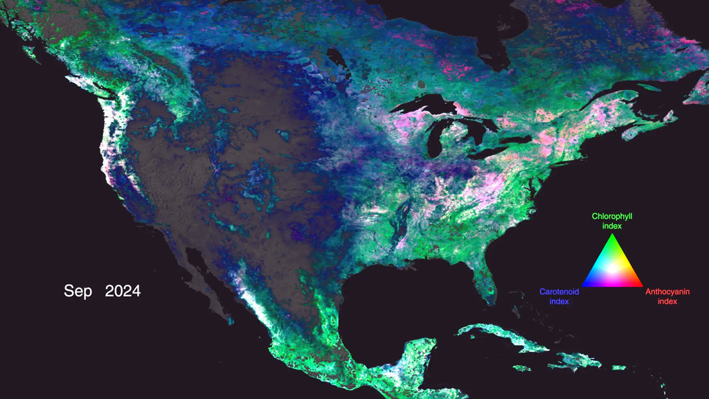 Visualización de Norteamérica donde el terreno está cubierto de colores que representan datos. El lado este del territorio presenta una gama de azules, verdes y rosas, mientras que el lado oeste es principalmente gris. Los datos sobre antocianinas, carotenoides y clorofila iluminan Norteamérica, destacando la vegetación y su estado de salud. Para ver la visualización completa, visite: https://svs.gsfc.nasa.gov/5548/ Crédito: Estudio de Visualización Científica de la NASA