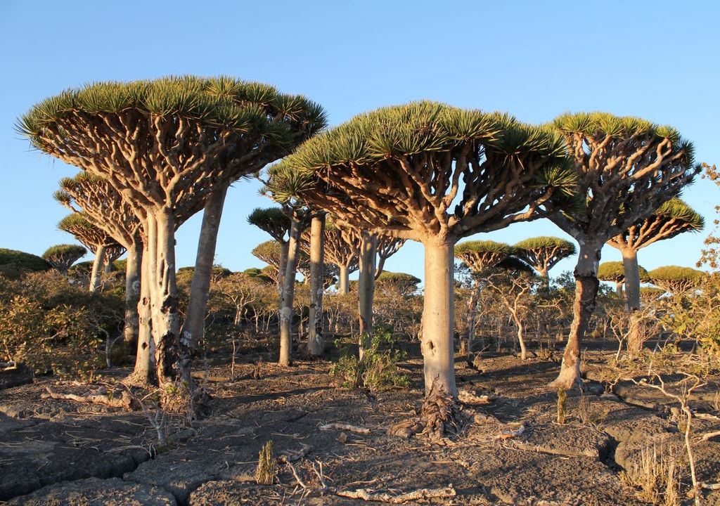 Árboles de sangre de dragón de la isla de Socotra