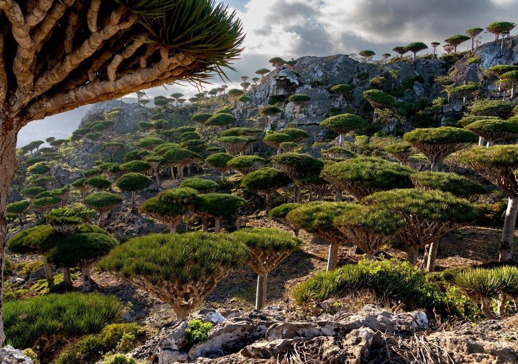 trees in Socotra