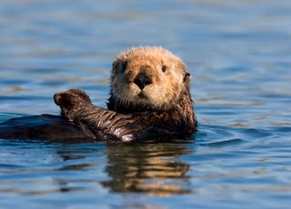 La mort de loutres de mer de Californie, une menace pour toute l'humanité ?