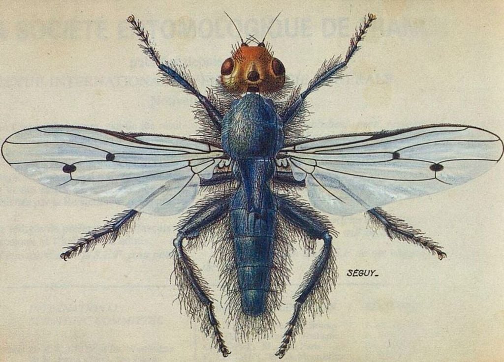 Dibujo de mosca de quebrantahuesos