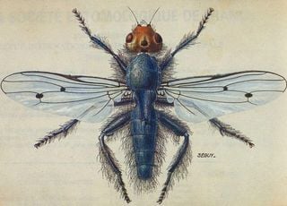 Mosca carnívora considerada extinta desde 1836 reaparece na França