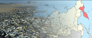 La muerte de la vida marina en Kamchatka fue causada por algas tóxicas