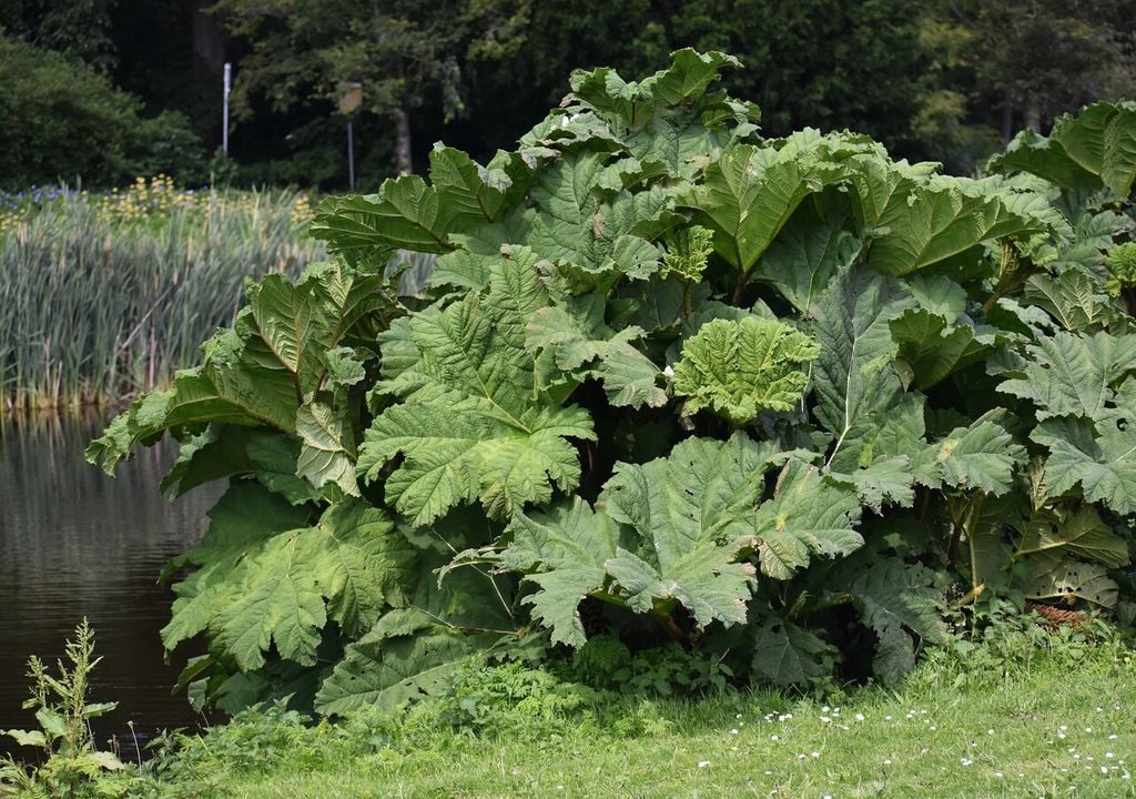 Considerada un vegetal ancestral, la nalca combina valor nutritivo, historia y tradición, reflejando el estrecho vínculo entre la naturaleza y la cultura sureña.