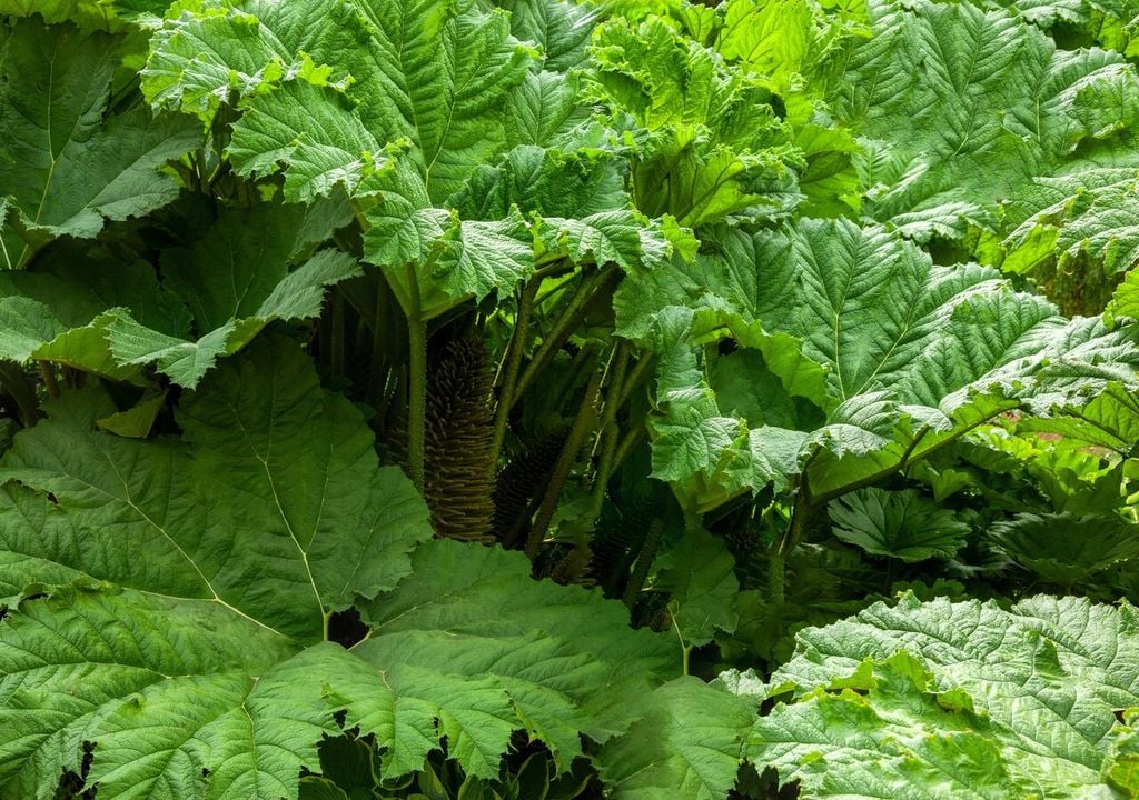 Gracias a su alto contenido de fibra y compuestos ácidos naturales, la nalca favorece la digestión y aporta una sensación refrescante al organismo.