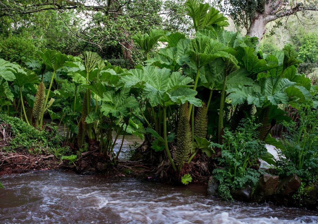 nalca ambiente La nalca crece de forma natural en el sur de Chile, en zonas húmedas como quebradas, riberas y bordes de bosque.
