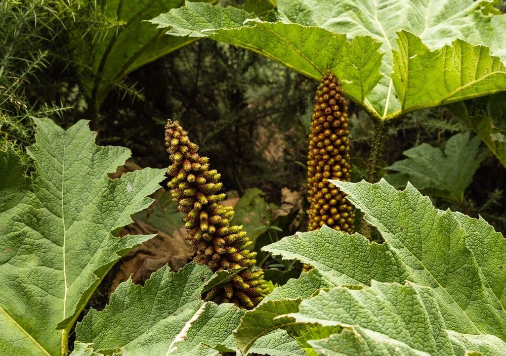 flores de nalca Las inflorescencias de la nalca aportan polen a insectos, especialmente en ambientes donde la oferta floral es más limitada.