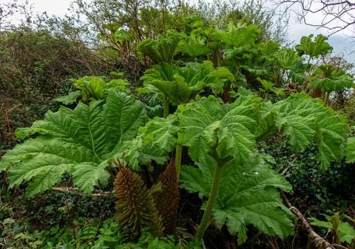 La nalca, la enigm&aacute;tica planta que puedes tener en tu jard&iacute;n y se adapta para sobrevivir en condiciones fr&iacute;as