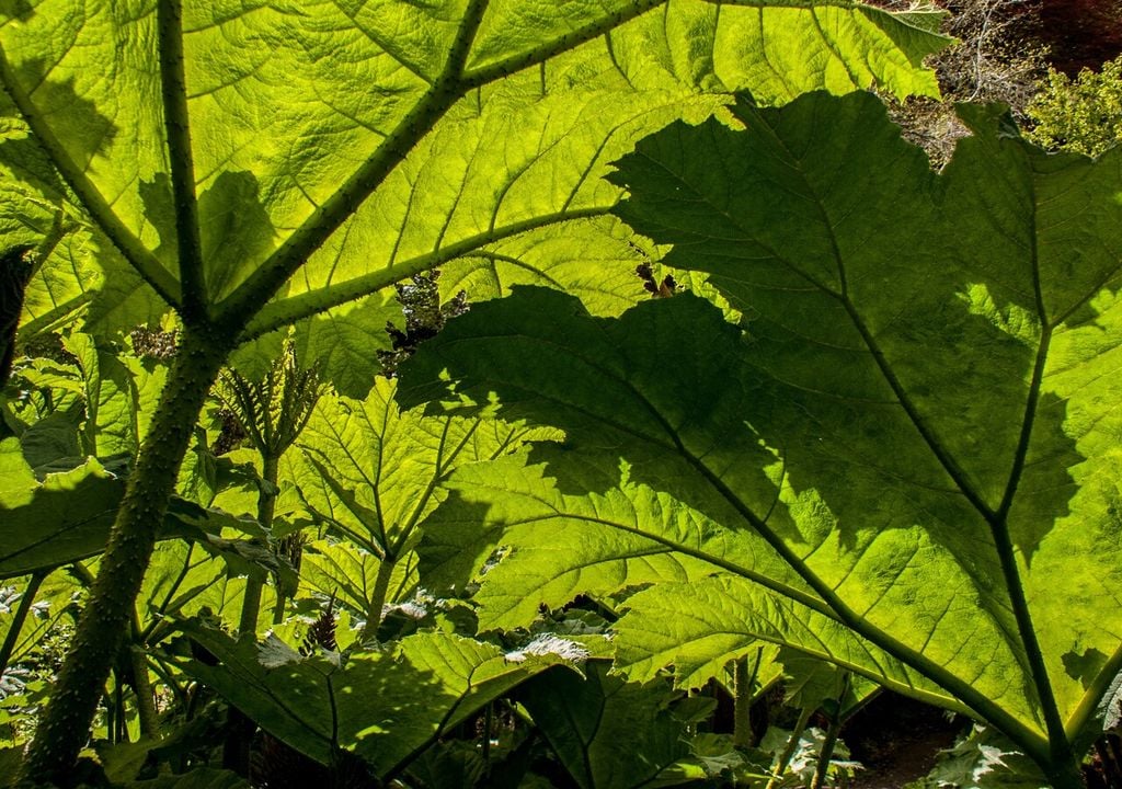 nalcas bosque En el sotobosque, la luz llega filtrada, y la nalca aprovecha esa condición gracias a su gran superficie foliar.