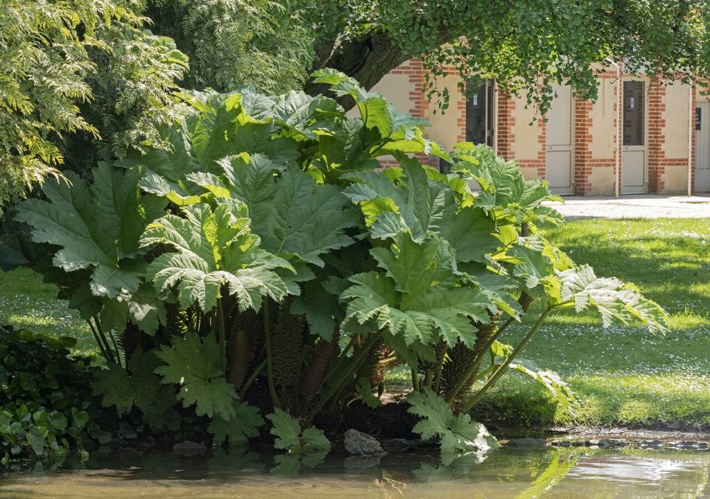 nalca jardin En condiciones adecuadas, la nalca puede convertirse en una de las plantas más llamativas del jardín.