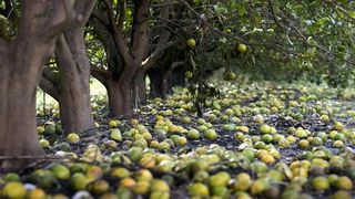 La naranja de Florida golpeada por Irma y otras enfermedades