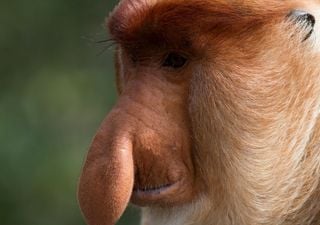 Alla scoperta della nasica, la scimmia dall'apparato nasale lungo fino a 17 centimetri