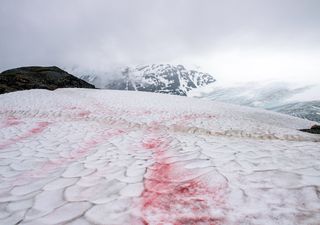 La neve rosa, una minaccia per i ghiacciai