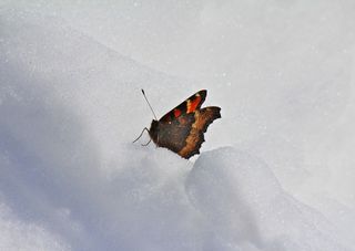 Arriva la neve? Tutto dipende da una farfalla!