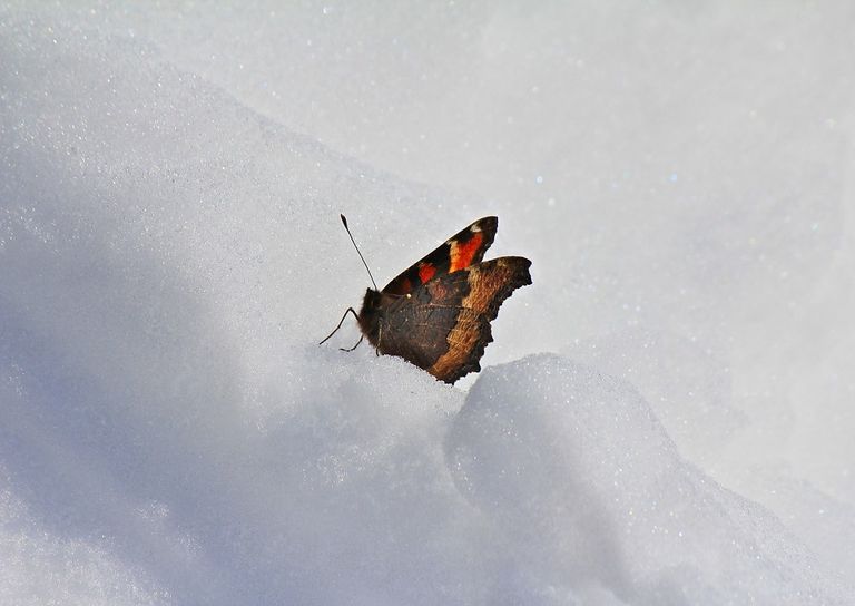 farfalla-neve farfalla-neve
