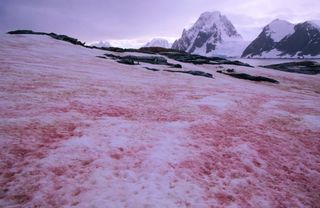 La nieve sandía