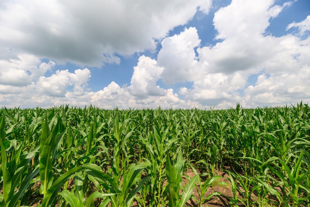 Floración, maíz, soja