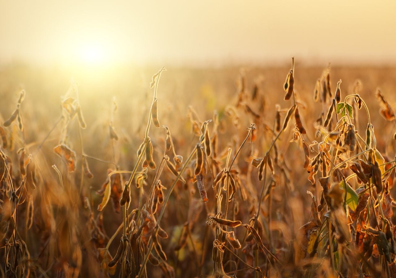 Las oscilaciones ENSO y IOD estarán en fase esta primavera potenciando los efectos de inhibición de lluvias sobre la Argentina.