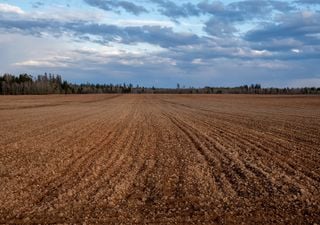 Con La Niña en los pronósticos, ¿se sembrará más o menos trigo que el año pasado?