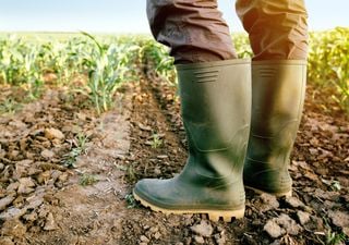 La Niña superó su punto máximo pero sus efectos continúan