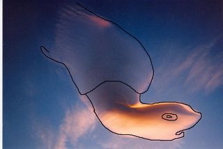 “LA NUBE TORTUGA”