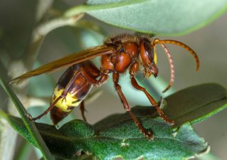 La vespa orientalis crece de forma exponencial en algunas zonas de España, ya preocupa a los expertos