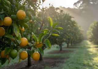 La nueva amenaza invisible que está devastando el árbol frutal más común en los patios argentinos