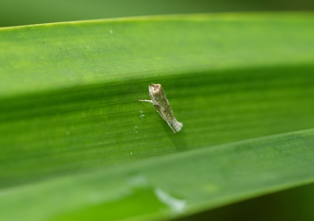 El minador de la hoja del cítrico en su fase adulta: una pequeña polilla difícil de detectar, responsable de iniciar el ciclo que afecta a los brotes jóvenes del limonero.