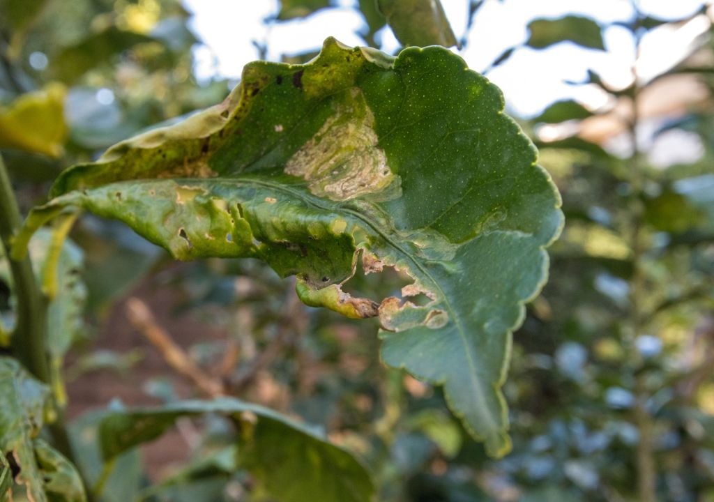 Las líneas serpenteantes y deformaciones en la hoja son el signo más claro del minador del cítrico (Phyllocnistis citrella), un insecto que se desarrolla dentro del tejido vegetal y debilita la planta.