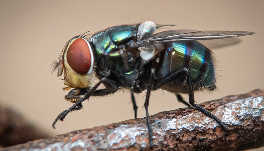 La mosca adulta tiene cuerpo metálico verde o azulado, ojos anaranjados y tres franjas oscuras sobre el tórax. La mosca adulta tiene cuerpo metálico verde o azulado, ojos anaranjados y tres franjas oscuras sobre el tórax.