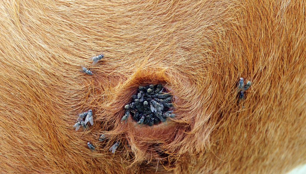 Las hembras depositan sus huevos en heridas abiertas, donde las larvas comienzan a alimentarse del tejido vivo del animal. Las hembras depositan sus huevos en heridas abiertas, donde las larvas comienzan a alimentarse del tejido vivo del animal.