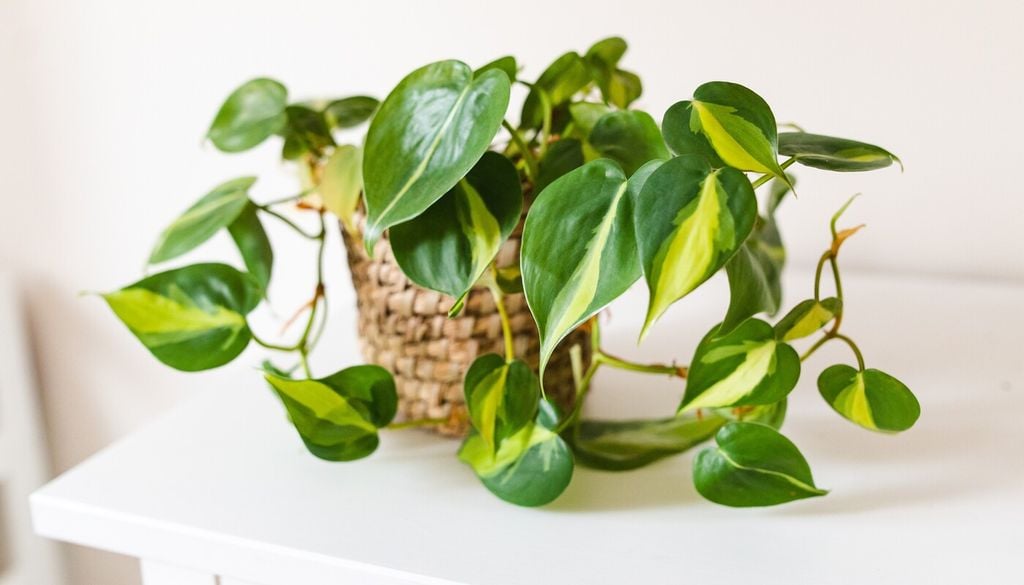 Ubicar este tipo de plantas en estanterías o macetas elevadas favorece un desarrollo más natural de sus tallos, además de aportar profundidad visual al ambiente.