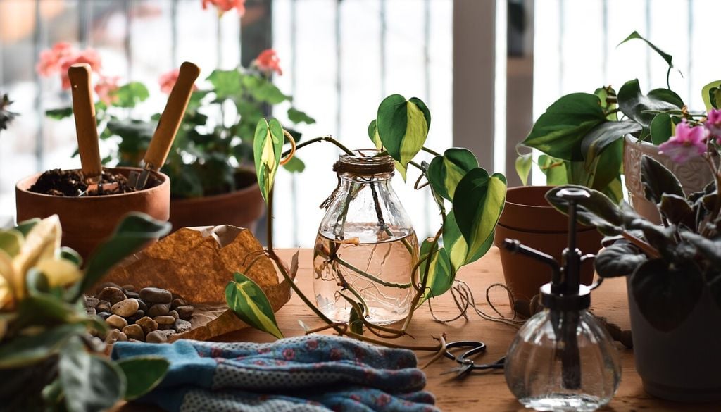 El Philodendron puede multiplicarse fácilmente en agua a partir de esquejes con nudos visibles, desarrollando raíces en pocas semanas si se mantiene en un lugar luminoso.