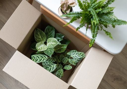 La nueva reina verde del 2026: la planta que destrona a la Monstera ya est&aacute; aqu&iacute;