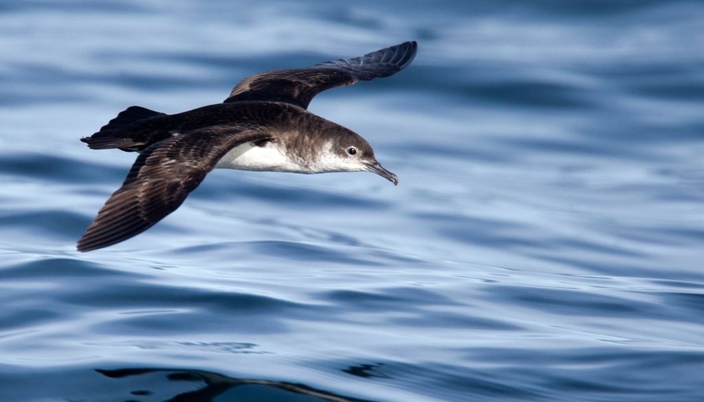 biodiversità Mediterraneo La berta minore è un uccello marino e una specie protetta, endemica del Mediterraneo