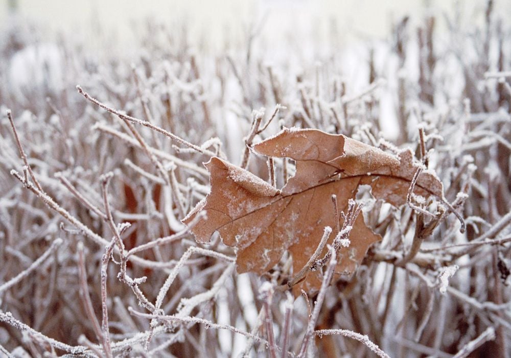 Helada Frio Temperatura